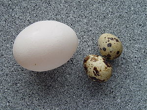 Eggs Quiz